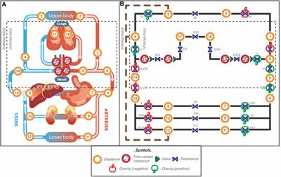 Computational modeling of heart failure in microgravity transitions